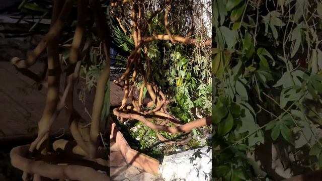 🌴 Откуда в Евпатории финики, море, пляж? смотреть онлайн