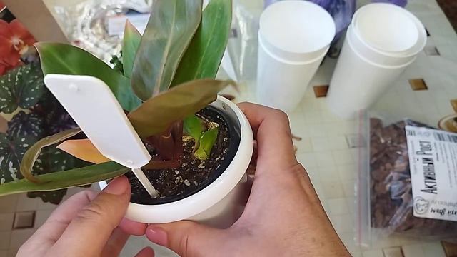 ЧТО КУПИЛА на WB для своих цветов смотреть онлайн