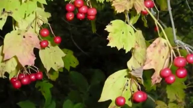 Відео про калину смотреть онлайн