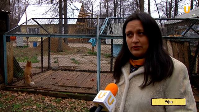 U news Уфимский заповедник облагородят смотреть онлайн