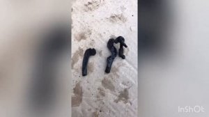 Давит  трансмиссионное масло с коробки передач через щуп