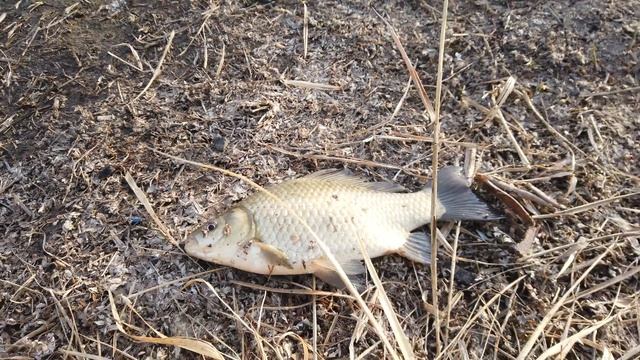 Рыбалка на реке Оша. Открываем летний сезон 2022. смотреть онлайн