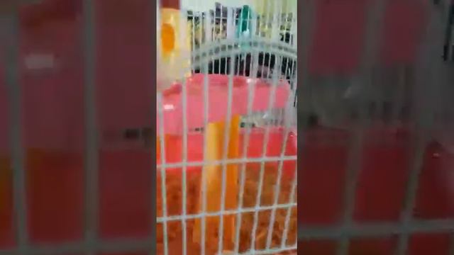 Будни хомяка)) Рассказ смотреть онлайн