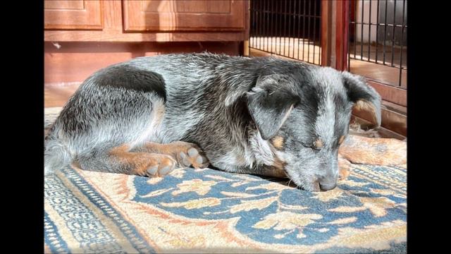 Adopted Alan, an adoptable Blue Heeler puppy w/ Basset & Beagle Rescue of the Heartland. смотреть онлайн