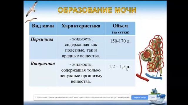 8 класс. Биология. Мочевыделительная система смотреть онлайн