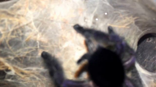 Prince Avicularia Purpurea feeding (Purple pinktoe tarantula Spider) смотреть онлайн