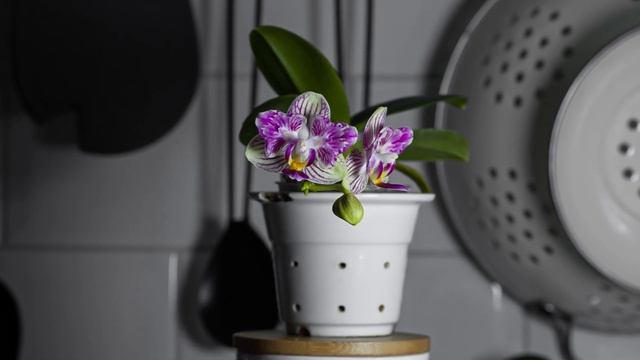 #GVOS2020 - ЦВЕТЕНИЕ ОРХИДЕИ ФАЛЕНОПСИС БАБОЧКИ - P. JOY LITTLE PLUMS смотреть онлайн