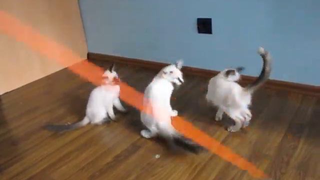 Котята породы балинез, помёт Н смотреть онлайн