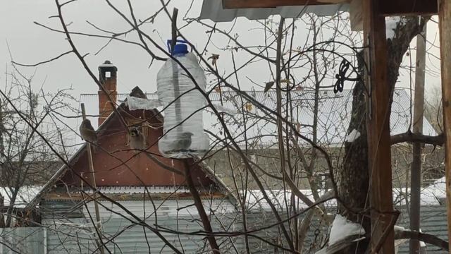 Синички и воробьи. смотреть онлайн