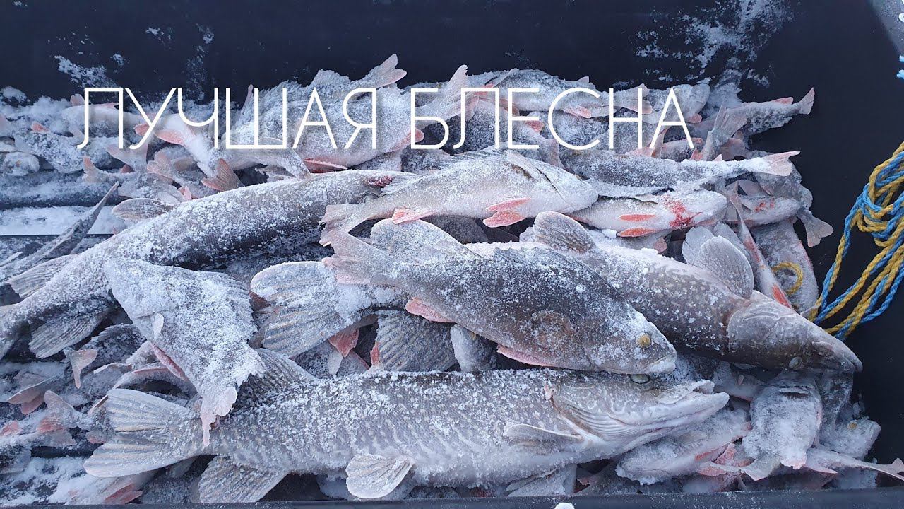 ЭТА БЛЕСНА ЛОВИТ ВСЁ!!! РАЗДАЧА ЗА РАЗДАЧЕЙ! #рыбалка #щука #fishing #pike #pikefishing