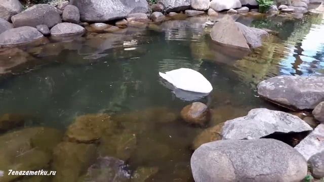 Лебеди и черепахи в парке Айвазовское Крым смотреть онлайн