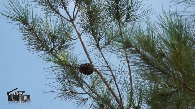 музыка для сна релакса Природа Израиля 4k