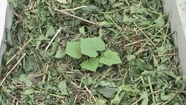 Мульчирование огурцов смотреть онлайн