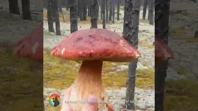 ГРИБНОЙ ТУР В КАРЕЛИЮ 2022 смотреть онлайн