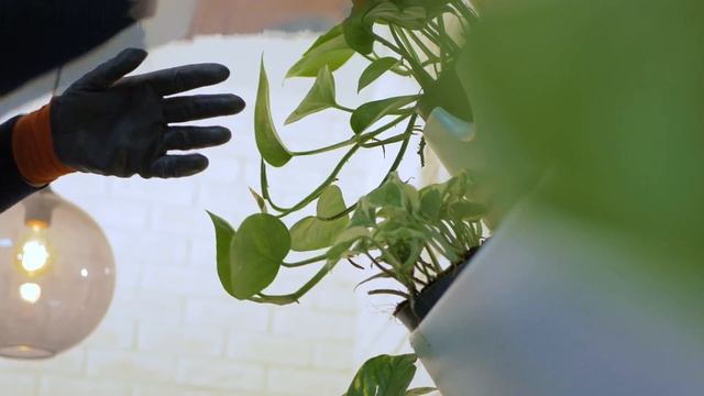 Фитостена смотреть онлайн