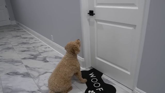 Building My Dog His DREAM Room! смотреть онлайн