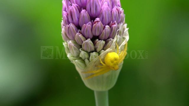 Stock Video - Goldenrod Crab Spider On Purple Allium Flower