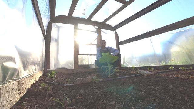 Гигантская ТЫКВА ATLANTIC GIANT 50 дней от посадки смотреть онлайн