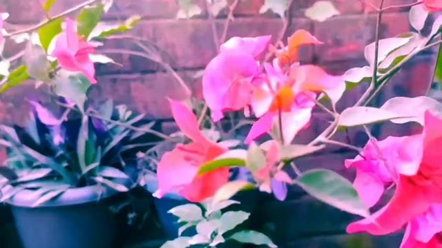 Bougainvillea Plants in Small Pots/ Beautiful Bougainvillea смотреть онлайн