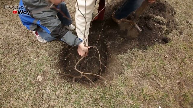Все кусты смородины хорошо приживутся при посадке, если ...
