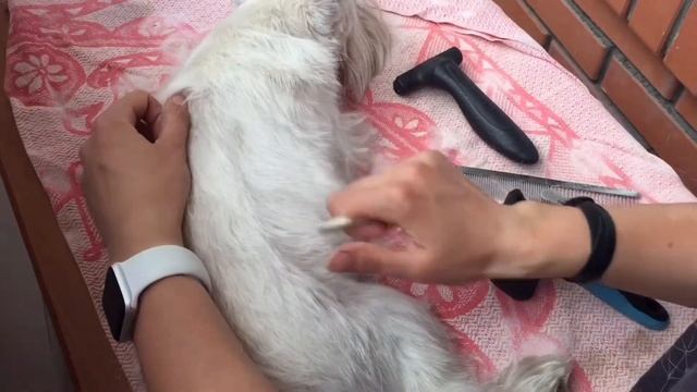 Тримминг цвергшнауцера без обморока/ Miniatureschnauzer Grooming Without Fainting