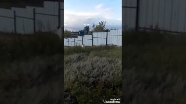выпускница питомника ТИМЕРТАШ МАДЖИДА (Подольск) дочь Вивы и Дагера (Тимерташ Вива Ла Дива * Арда смотреть онлайн