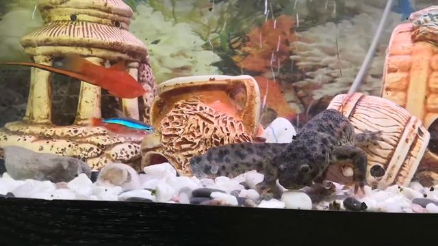 #Тритон иглистый 5 минут из жизни #Маши смотреть онлайн