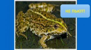 Тип Хордовые. Тема 30. Среда обитания, внешнее строение, скелет и мускулатура земноводных