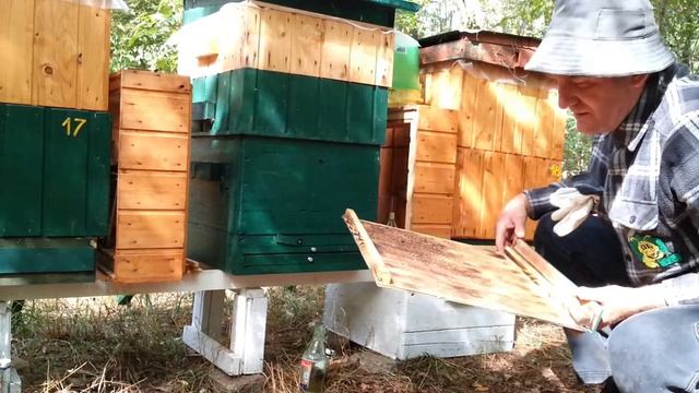 Обработка пчел от клеща ВАРРОА.