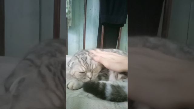 шотландская вислоухая кошка смотреть онлайн
