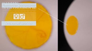 Как узнать курочка или петух Новая методика Определить пол цыпленка