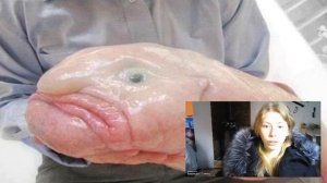 Рыба-капля: Самое несчастное существо во Вселенной