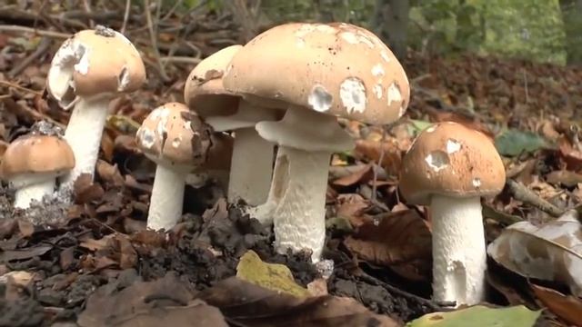 Limacella guttata смотреть онлайн