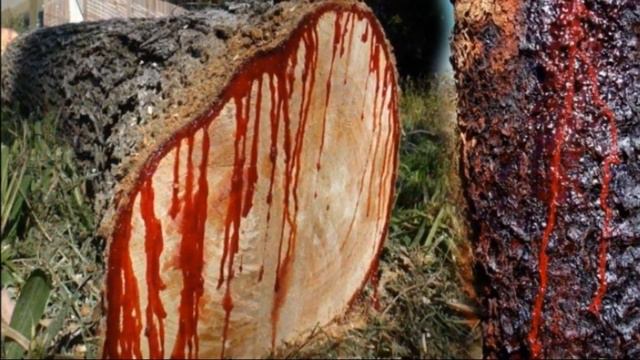 Кровь дракона – исцеляющее чудо от матушки природы смотреть онлайн