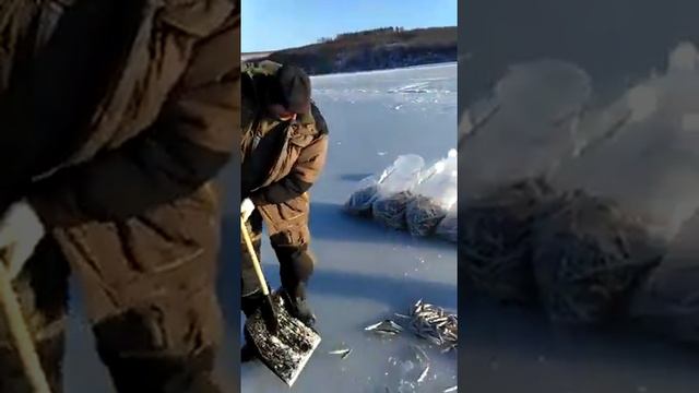 супер улов писуча рыбалка, рыба, рыбак, русское видео о рыбалке, улов смотреть онлайн