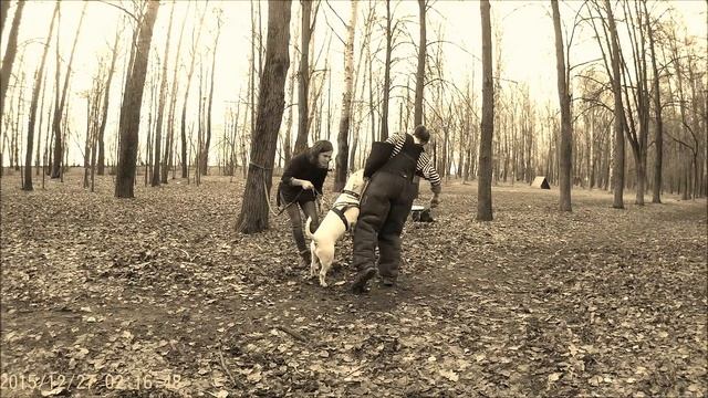 Бультерьер Дон на защите - 9 апреля Нижний Новгород смотреть онлайн