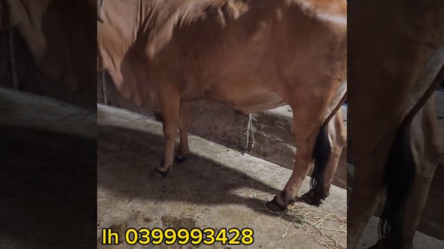 28/2 báo giá cặp đực lỡ 35 tr 500. 3 con bò 34 tr 500.lh 0399993428 смотреть онлайн