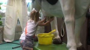 Как доить корову? Да это легко!)