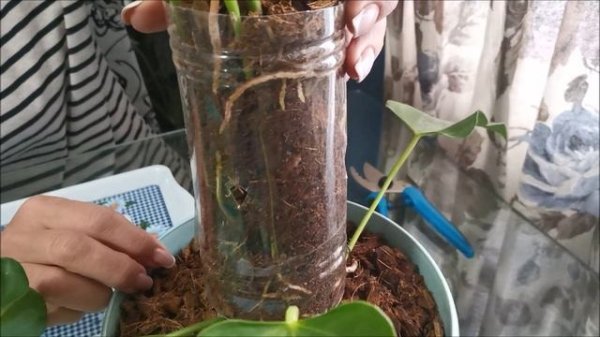 Как нарастить корни на вытянувшемся антуриуме? 100% лучший и безопасный способ размножения антуриума