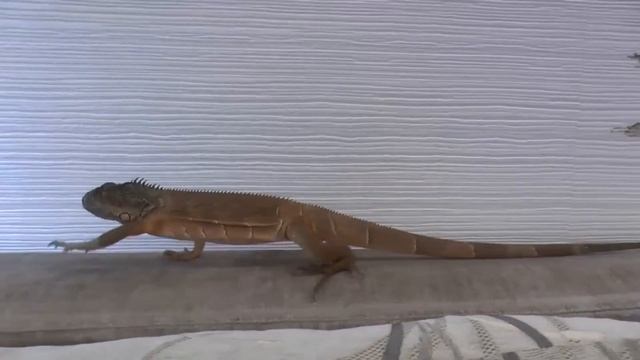 Гоша-Дракоша смотреть онлайн