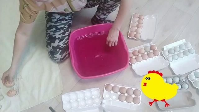 Зимняя инкубация 2021- Амераукана, Маран, Синь Синь Дянь и Кучинские. Проверяю оплод. смотреть онлайн