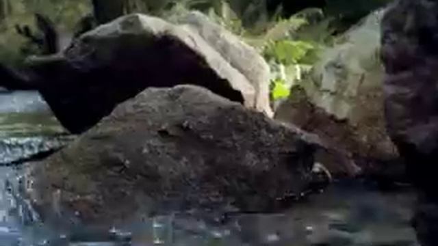 Zlaty Bazant "Стая" смотреть онлайн