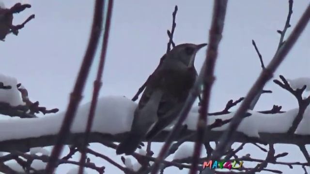 Что за птица веселиться? Песня про воробьёв. смотреть онлайн