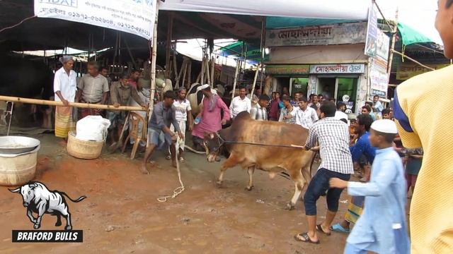 Amazing Pagla Goru Paglami | Mad Cow Madness | Gabtoli | Biggest Cattle Market in Bangladesh смотреть онлайн