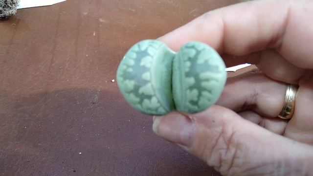 Растения из Италии.Динтерантус.Раритетные литопсы.Офтальмофилум.Конофитум.Подарочек.Lithops.