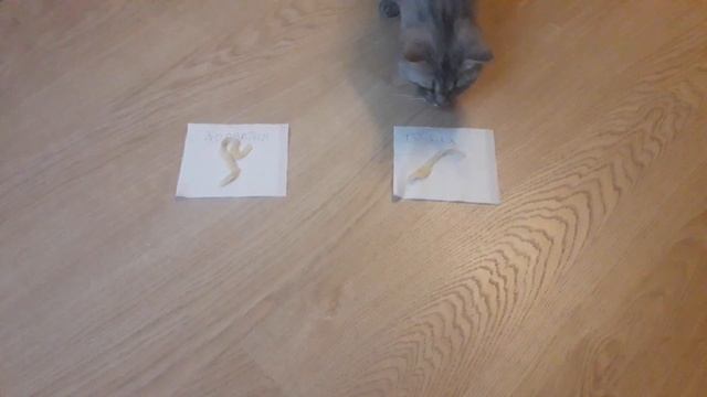 Кошка Бусинка предсказывает исход матча. смотреть онлайн