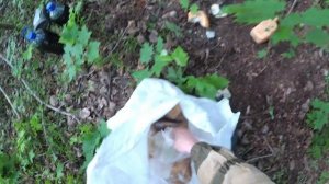 Подготовка к охоте на кабана. Прикормка дикого кабана.