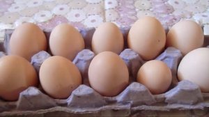 Какие нужно собирать яйца для закладки в инкубатор