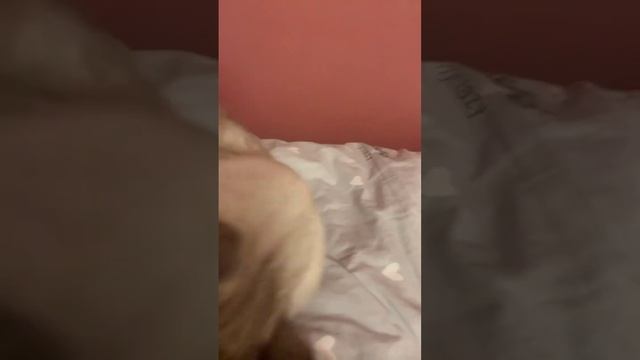 ￼ примерно день моего кота смотреть онлайн