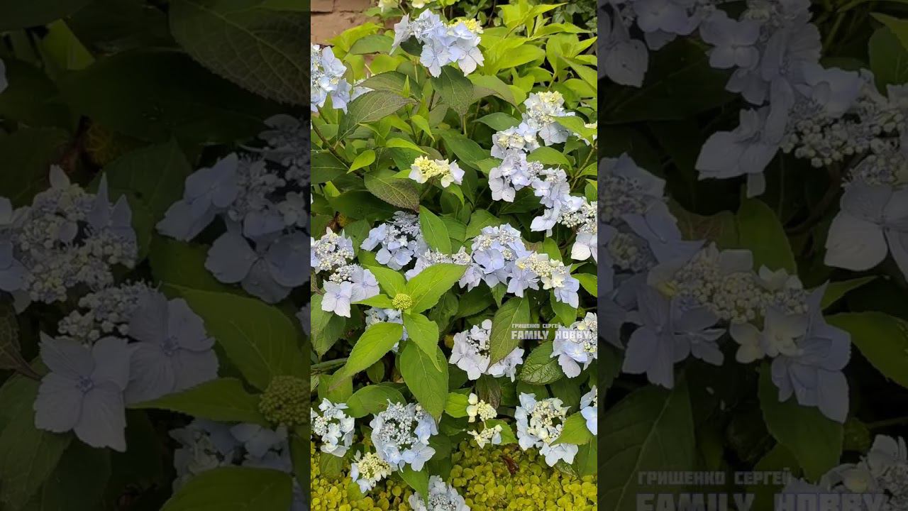 Гортензия крупнолистная Блю Декл 11 июля в нашем саду #гортензиякрупнолистная # смотреть онлайн